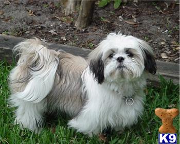 Stud Dogs - Shih Tzu